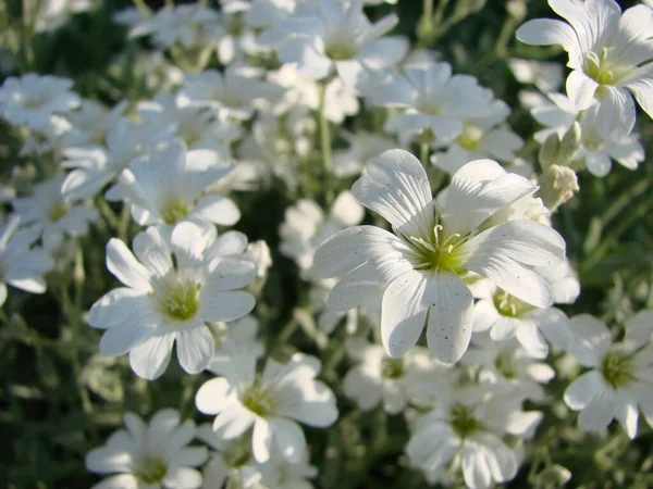 夏の雪 セラスチウムのトメントサムが咲き誇り 白い花が背景に咲きます かなり小さな白い花 — ストック写真