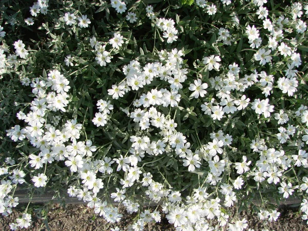Sneeuw Zomer Cerastium Tomentosum Bloei Witte Bloemen Achtergrond Mooie Kleine — Stockfoto