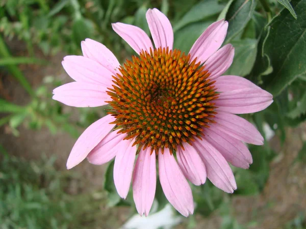 Las Flores Echinacea Flores Conos Cerca Jardín — Foto de Stock