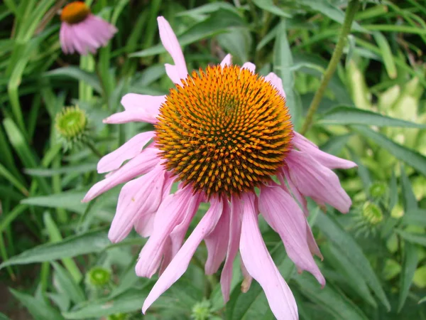 紫锥菊花 紧挨在花园里的菊花 — 图库照片