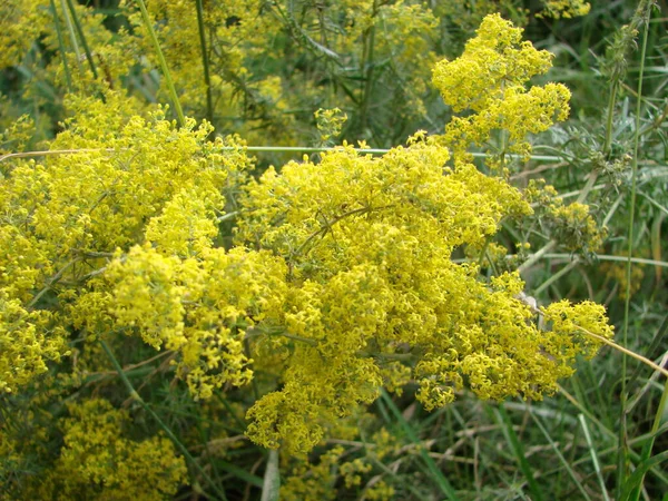 Gula Bedstraw Latinskt Namn Galium Närbild Vårsol Bakgrund — Stockfoto