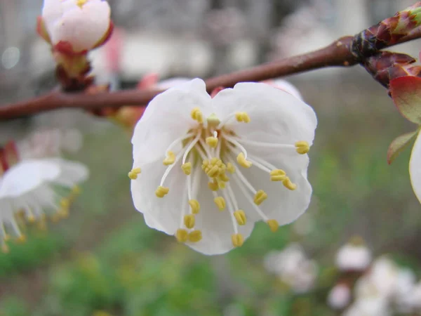 春の花アプリコットの木とアプリコットの花 開花木と青空と美しい自然シーン — ストック写真