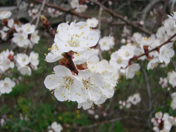 Flor Primavera Albaricoque Flores Albaricoque Hermosa Escena Naturaleza Con Árbol — Foto de Stock