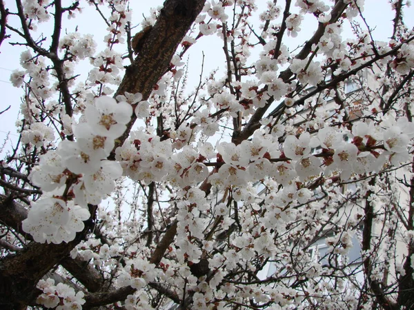 春の花アプリコットの木とアプリコットの花 開花木と青空と美しい自然シーン — ストック写真