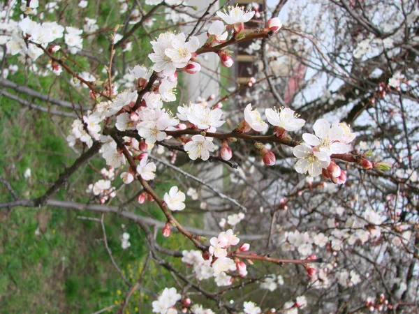 Весенний Цветок Абрикоса Цветы Абрикоса Красивая Природа Цветущим Деревом Голубым — стоковое фото