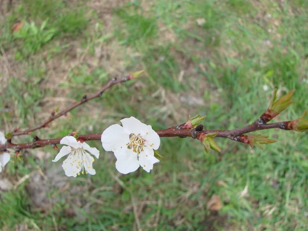 Fleurs Abricot Abricot Belle Scène Nature Avec Arbre Fleurs Ciel — Photo