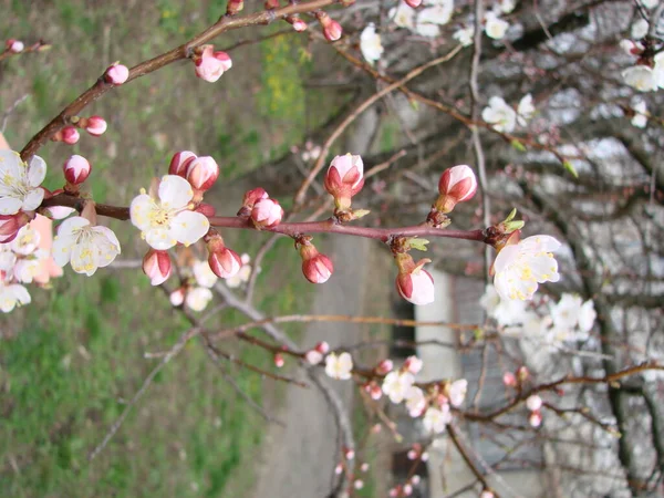 Spring Blossom Apricot Tree Apricot Flowers Beautiful Nature Scene Flowering — Stockfoto