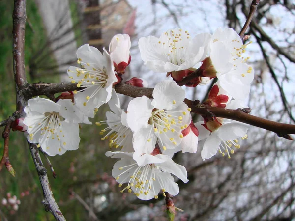 Wiosenne Kwiaty Moreli Moreli Piękna Scena Natury Kwitnącym Drzewem Błękitnym — Zdjęcie stockowe