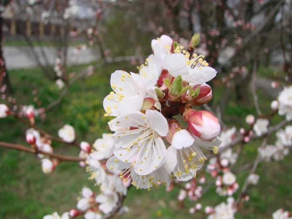 Våren Blommar Aprikos Träd Och Aprikos Blommor Vacker Natur Scen — Stockfoto
