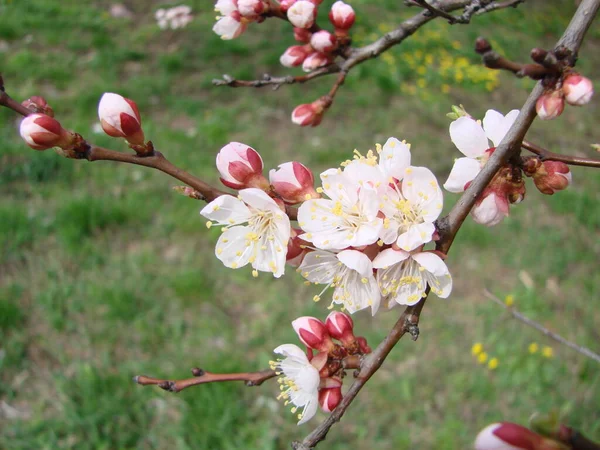 春の花アプリコットの木とアプリコットの花 開花木と青空と美しい自然シーン — ストック写真