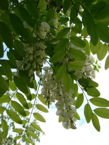 Rama Acacia Robinia Pseudoacacia Abundante Floreciendo Con Flores Blancas Acacia — Foto de Stock