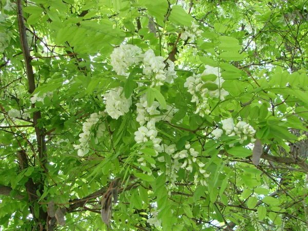 Acacia Branch Robinia Pseudoacacia Abundant Blooming White Flowers False Acacia — Foto Stock