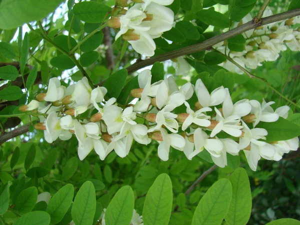 アカシアの枝ロビニア ペソアカシアは白い花で開花が豊富です 偽アカシア — ストック写真