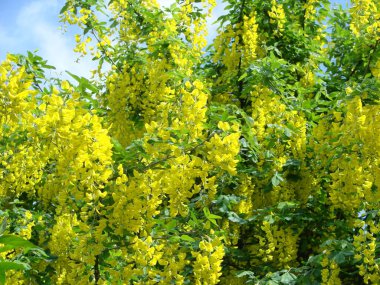 Acacia dalı Robinia psödoacia sarı çiçeklerle doludur. Sahte akasya