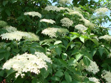 Sambucus nigra Black Elder European Elder European Elderberry Avrupa Kara Mürver Ortak Elde.