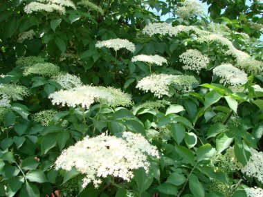Sambucus nigra Black Elder European Elder European Elderberry Avrupa Kara Mürver Ortak Elde.