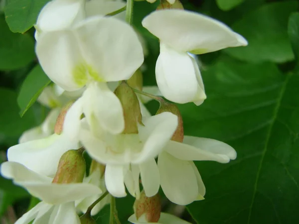 Acacia Branch Robinia Pseudoacacia Abundant Blooming White Flowers False Acacia — ストック写真