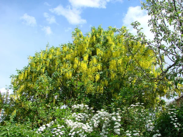 Acacia Branch Robinia Pseudoacacia Abundant Blooming Yellow Flowers False Acacia — Stockfoto