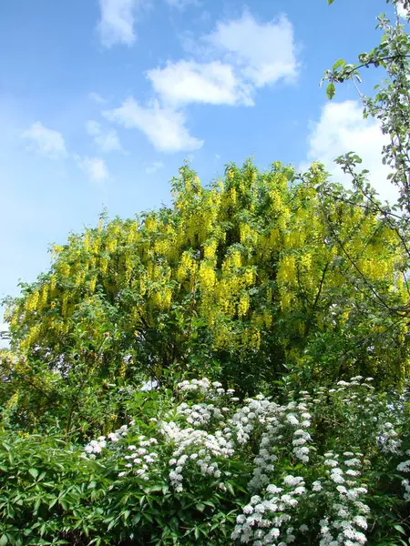 Acacia Branch Robinia Pseudoacacia Abundant Blooming Yellow Flowers False Acacia — Foto Stock