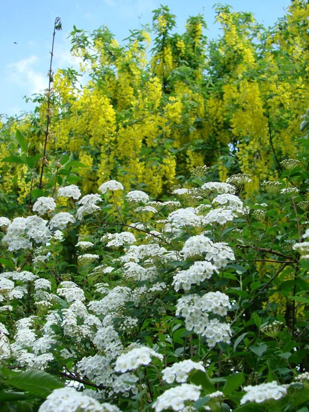 Gałąź Akacjowa Robinia Pseudoacacia Obficie Kwitnie Żółtymi Kwiatami Fałszywa Akacja — Zdjęcie stockowe