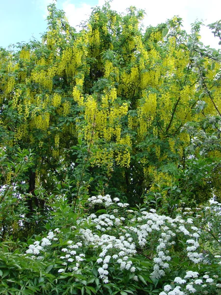 Acacia Branch Robinia Pseudoacacia Abundant Blooming Yellow Flowers False Acacia — Fotografia de Stock