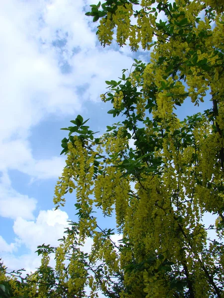 Acacia Ramo Robinia Pseudoacacia Abundante Florescendo Com Flores Amarelas Falso — Fotografia de Stock