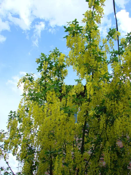Acacia Branch Robinia Pseudoacacia Abundant Blooming Yellow Flowers False Acacia — Photo