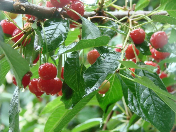 Ripe Cherries Hanging Cherry Tree Branch Water Droplets Fruits Cherry — Stock Photo, Image