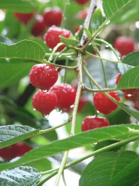 Reife Kirschen Hängen Einem Kirschbaumzweig Wassertropfen Auf Obst Kirschgarten Nach — Stockfoto