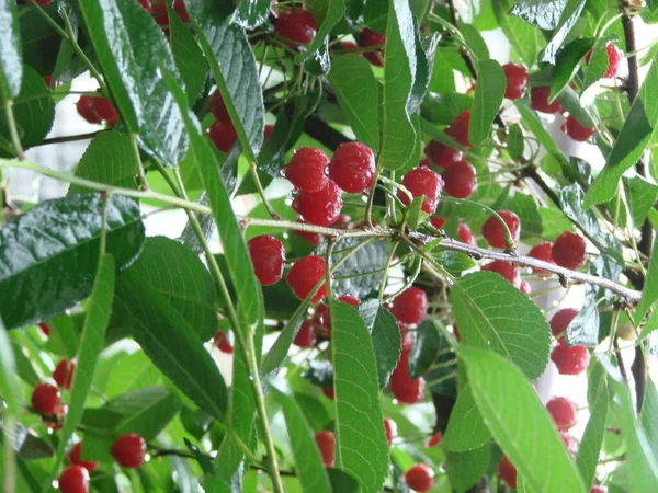 Cerezas Maduras Colgando Una Rama Cerezo Gotas Agua Las Frutas — Foto de Stock