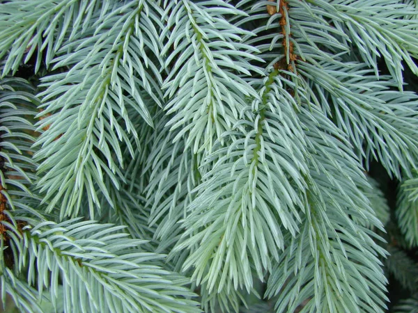 Textuur Van Muur Ingericht Groene Fir Pijnboomtakken Kerst Decoratie Achtergrond — Stockfoto
