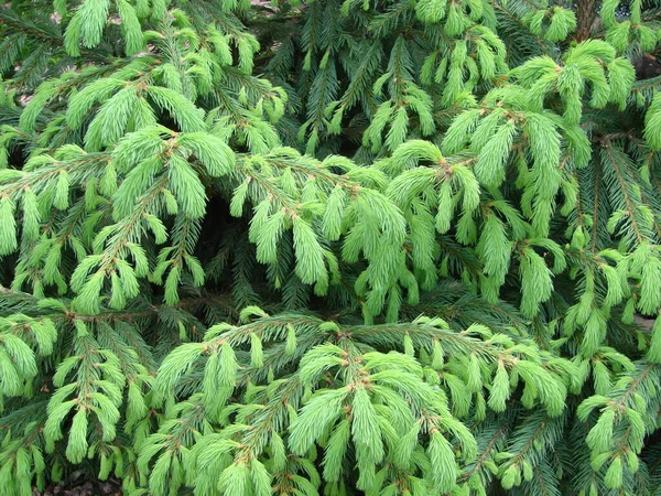 Textuur Van Muur Ingericht Groene Fir Pijnboomtakken Kerst Decoratie Achtergrond Stockfoto