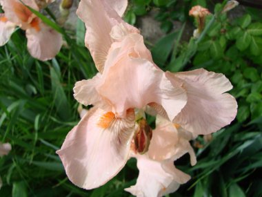 İris Germanica. Çiçekli sakallı irise yakın plan. Etkileyici çiçekli bir bitki, bahçe süslemesi. İris çiçeği