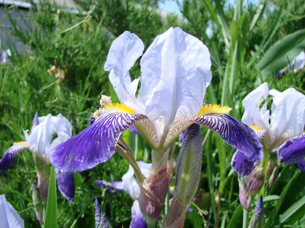 Iris Germanica Closeup Flower Bearded Iris Plant Impressive Flowers Garden — Stockfoto