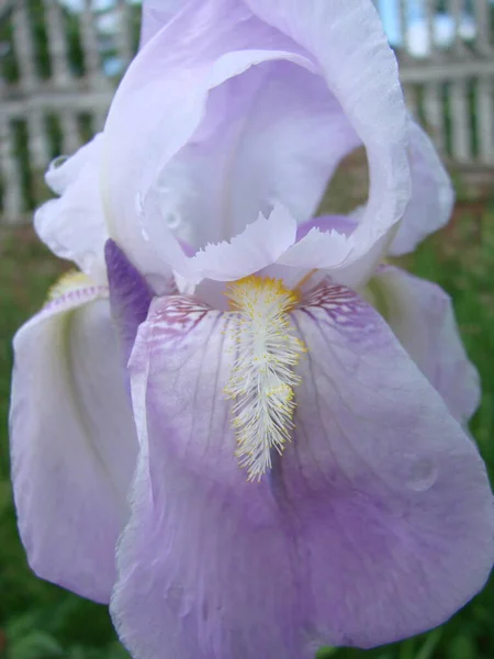 Iris germanica. Closeup of flower bearded iris.A plant with impressive flowers, garden decoration. iris flower