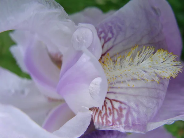 Iris germanica. Closeup of flower bearded iris.A plant with impressive flowers, garden decoration. iris flower