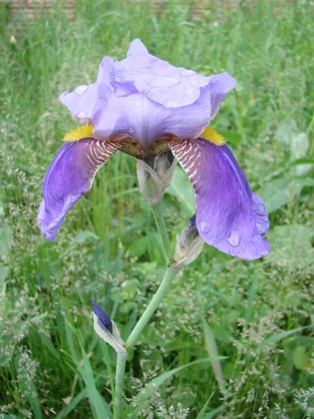 Iris Germanica Closeup Flower Bearded Iris Plant Impressive Flowers Garden — Stockfoto