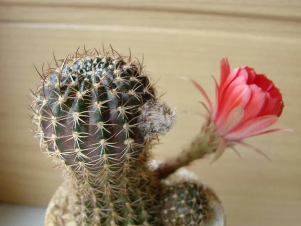 Large Red Bloom Hedgehog Cactus Pot Home Three Flowers Same — Stockfoto