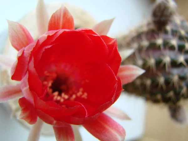 Large Red Bloom Hedgehog Cactus Pot Home Three Flowers Same — Fotografia de Stock