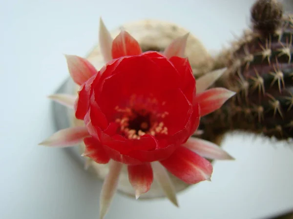 Large Red Bloom Hedgehog Cactus Pot Home Three Flowers Same — Photo
