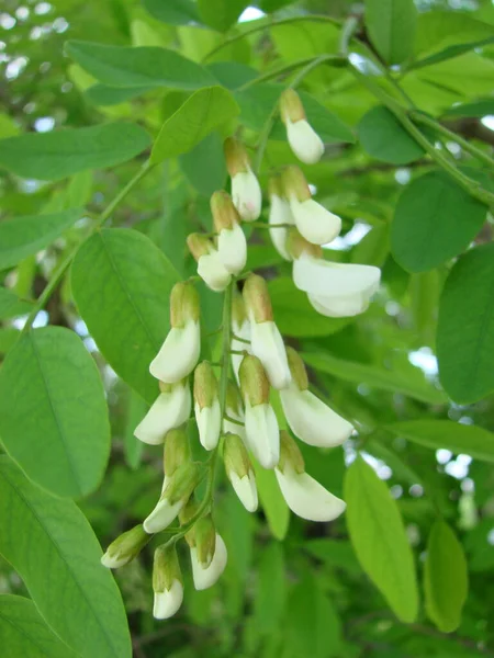 Acacia Branch Robinia Pseudoacacia Abundant Blooming White Flowers False Acacia — Photo