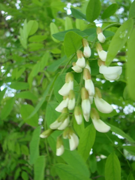 Acacia Branch Robinia Pseudoacacia Abundant Blooming White Flowers False Acacia — 스톡 사진