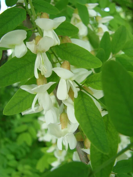 Acacia Branch Robinia Pseudoacacia Abundant Blooming White Flowers False Acacia — Photo
