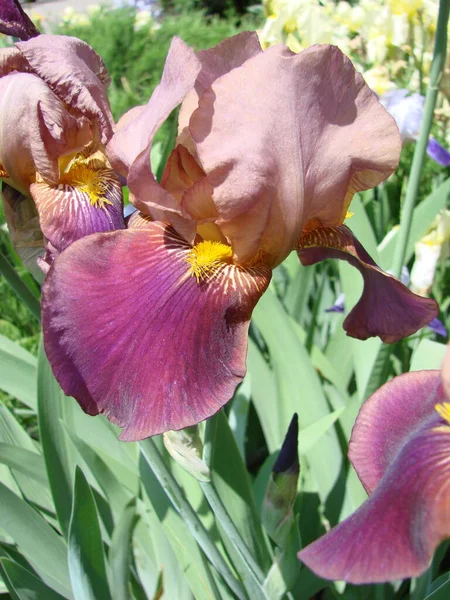 Iris Germanica Closeup Flower Bearded Iris Plant Impressive Flowers Garden — Foto Stock