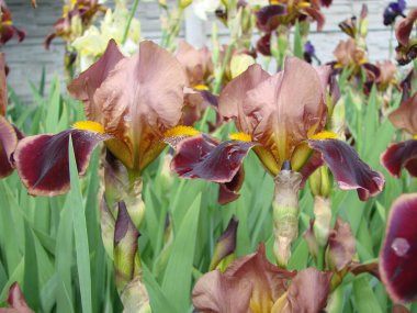 İris Germanica. Çiçekli sakallı irise yakın plan. Etkileyici çiçekli bir bitki, bahçe süslemesi. İris çiçeği