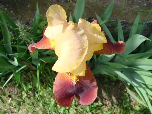 Iris Germanica Closeup Flower Bearded Iris Plant Impressive Flowers Garden — Photo