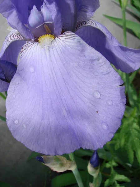 Iris Germanica Closeup Flower Bearded Iris Plant Impressive Flowers Garden — Stockfoto