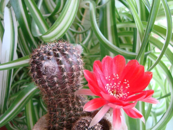 Large Red Bloom Hedgehog Cactus Pot Home Three Flowers Same — Fotografia de Stock