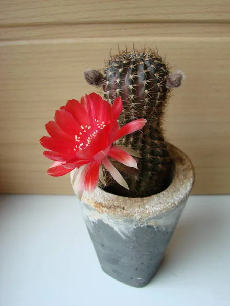 Große Rote Blüten Auf Igelkakteen Heimischen Topf Drei Blumen Zur — Stockfoto