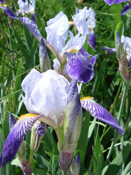 Iris germanica. Closeup of flower bearded iris.A plant with impressive flowers, garden decoration. iris flower